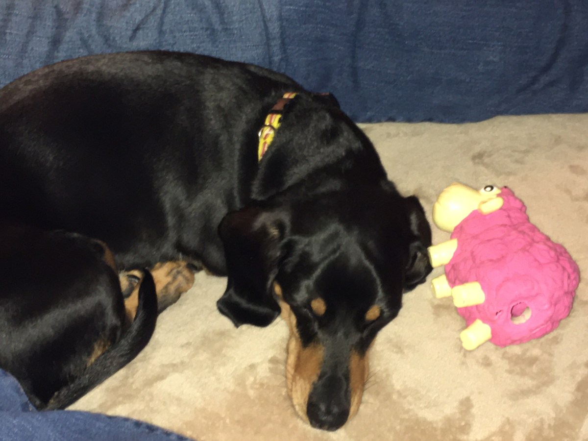 Dachshund Staycation with Nana and&nbsp;Papa