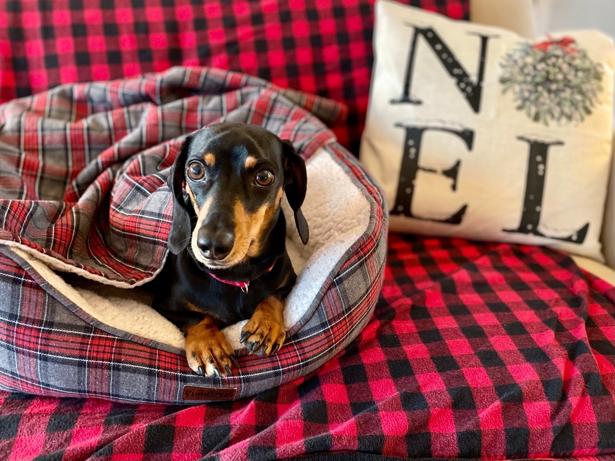 Merry Christmas from Joyful&nbsp;Living!