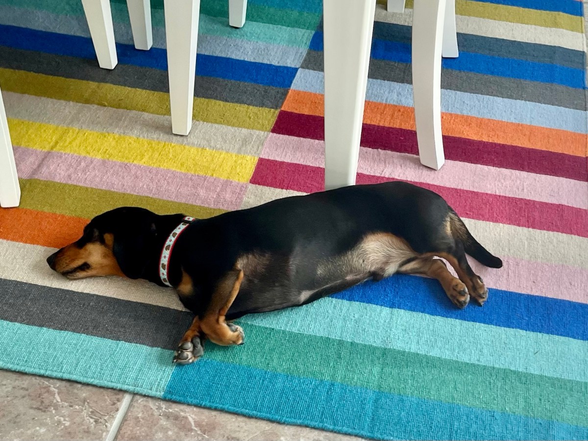 Having a New Baby Is Exhausting… for the&nbsp;Dog